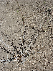 lessingia filaginifolia